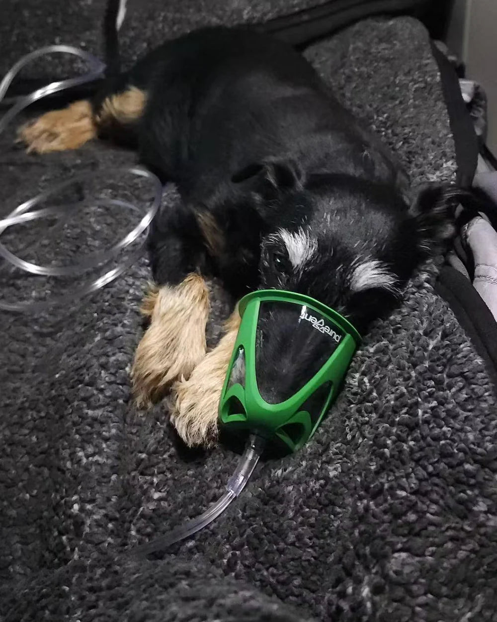 Dog Rescue Oxygen Kit - Rescue Oxygen Therapy and Transport for Pets image 3