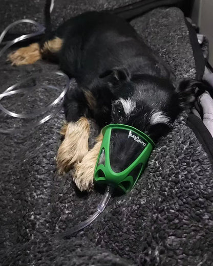 Dog Rescue Oxygen Kit - Rescue Oxygen Therapy and Transport for Pets image 3