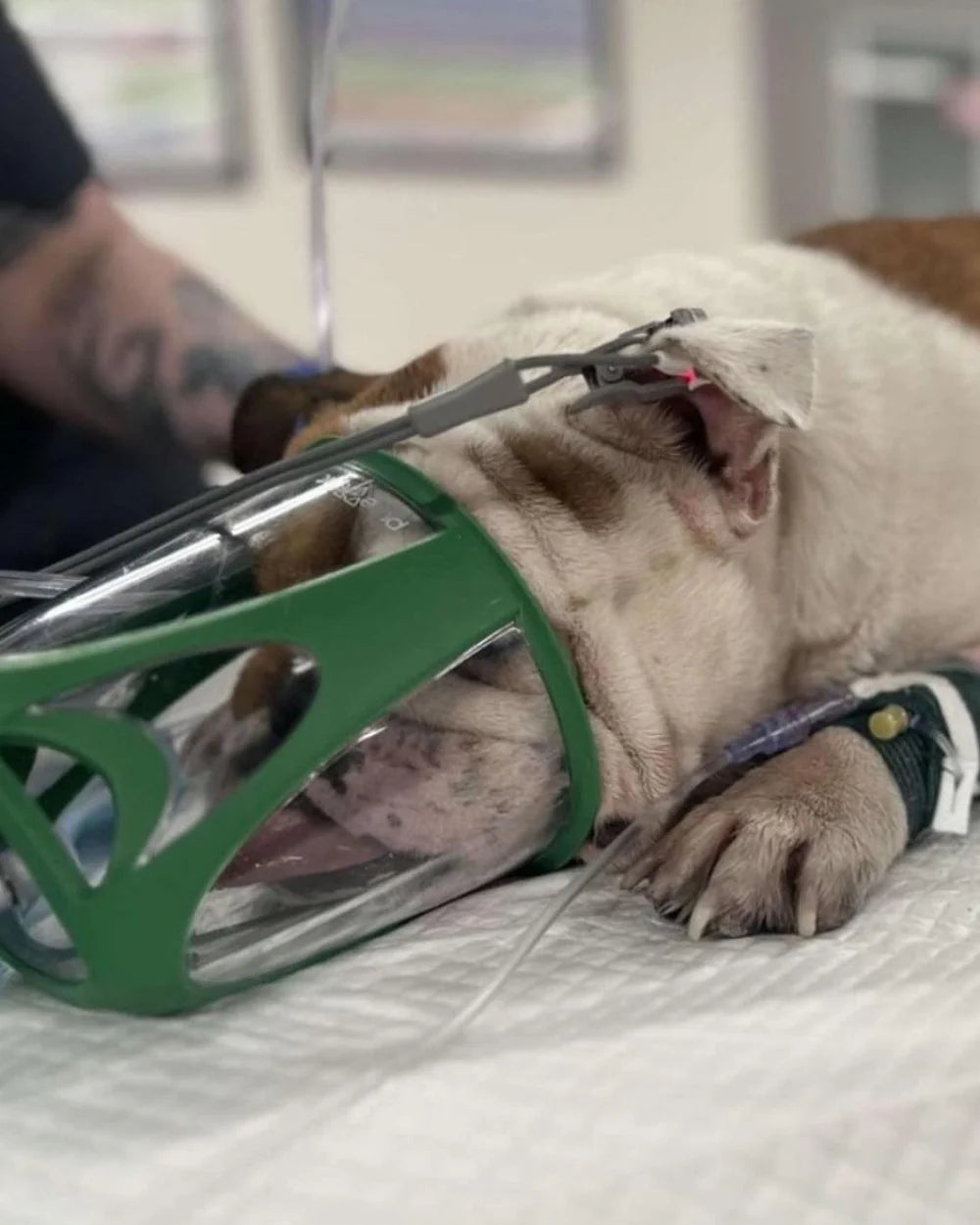 Dog Rescue Oxygen Kit - Rescue Oxygen Therapy and Transport for Pets image 1